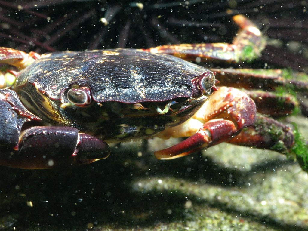 Cangrejo de mar