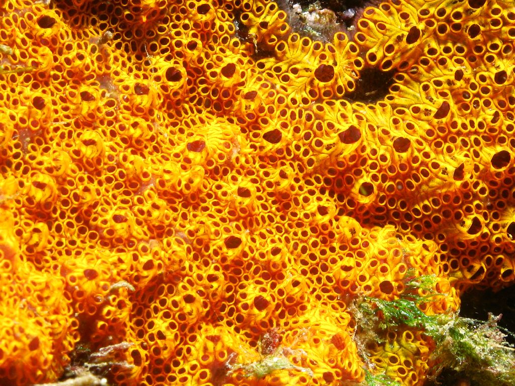 Coral